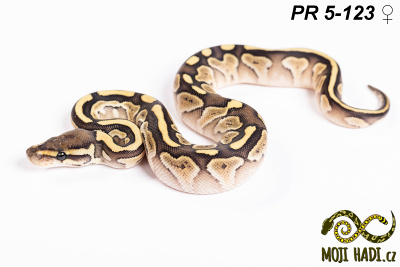 hadi na prodej, mládě, český chov hadů, odchov hadů, mojihadi.cz, Python regius, ballpython, krajta královská,lesser, yellow belly